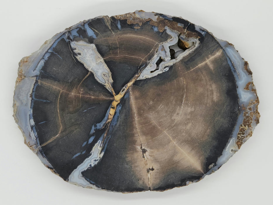 Blue Forest Unpolished Petrified Hardwood Slab | Eden Valley | Wyoming