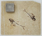 In Stone Fossils 