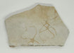 In Stone Fossils 