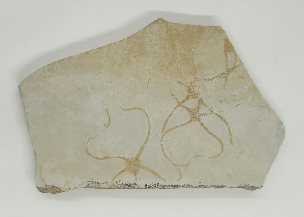 Multiple Fossil Brittle Stars | Germany