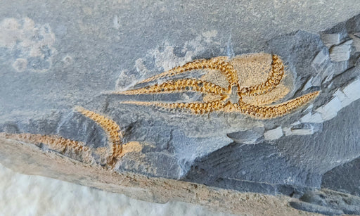 In Stone Fossils 