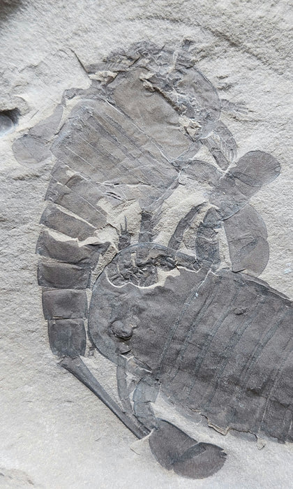 Double Eurypterids (Sea Scorpions) | Eurypterus remipes | New York