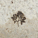 In Stone Fossils 