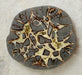 In Stone Fossils 