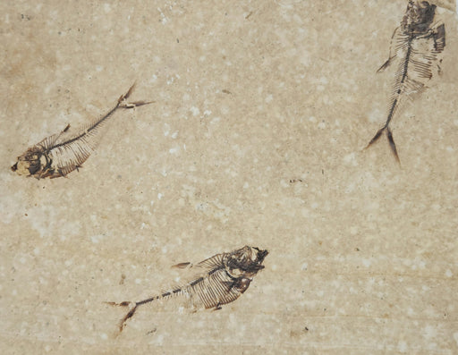 In Stone Fossils 