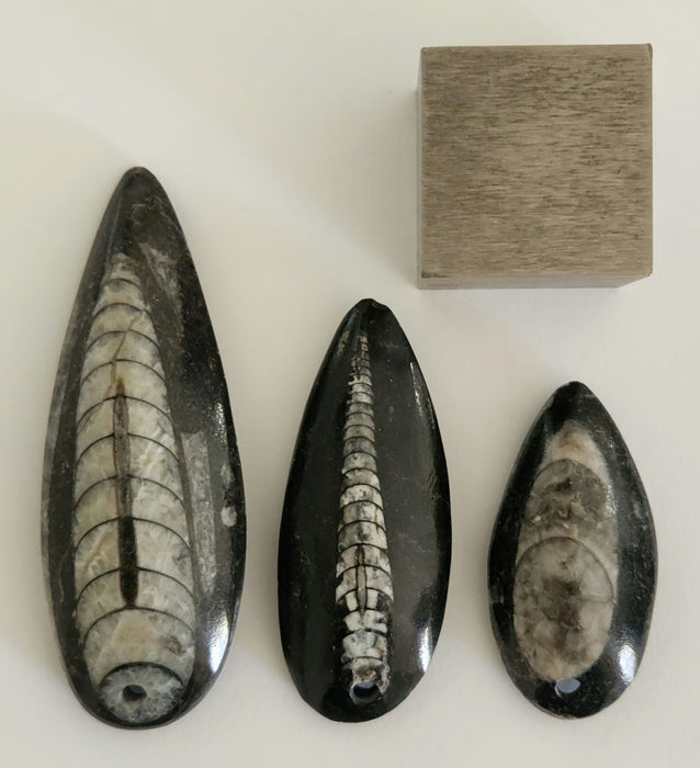Orthoceras Pendant