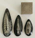 In Stone Fossils 