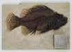 In Stone Fossils 
