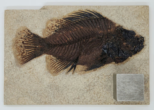 In Stone Fossils 