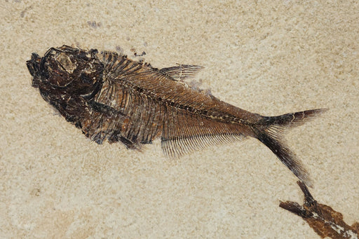 In Stone Fossils 