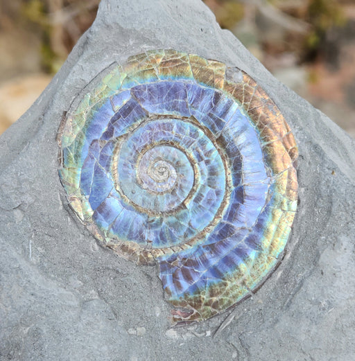 In Stone Fossils 