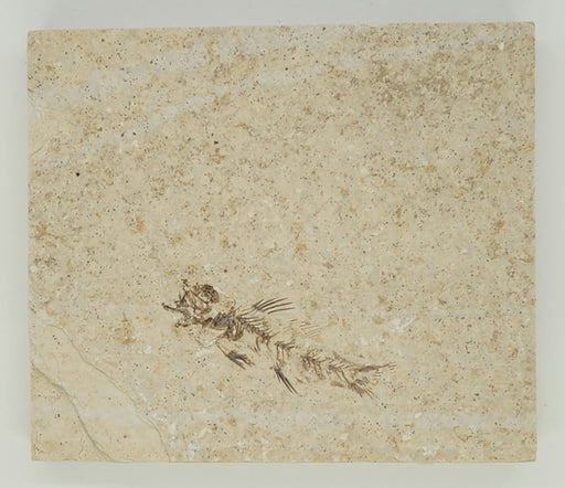 In Stone Fossils 