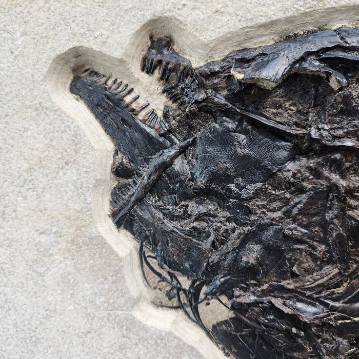 Phareodus encaustus with unique taphonomy | 100% Natural Specimen | Green River Formation