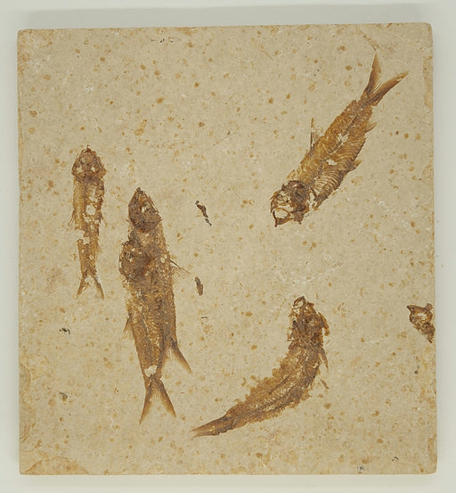 In Stone Fossils 