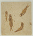 In Stone Fossils 
