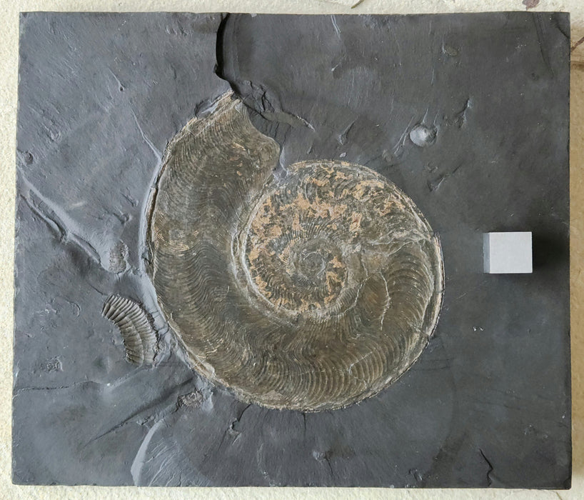 Harpoceras Ammonite | Germany