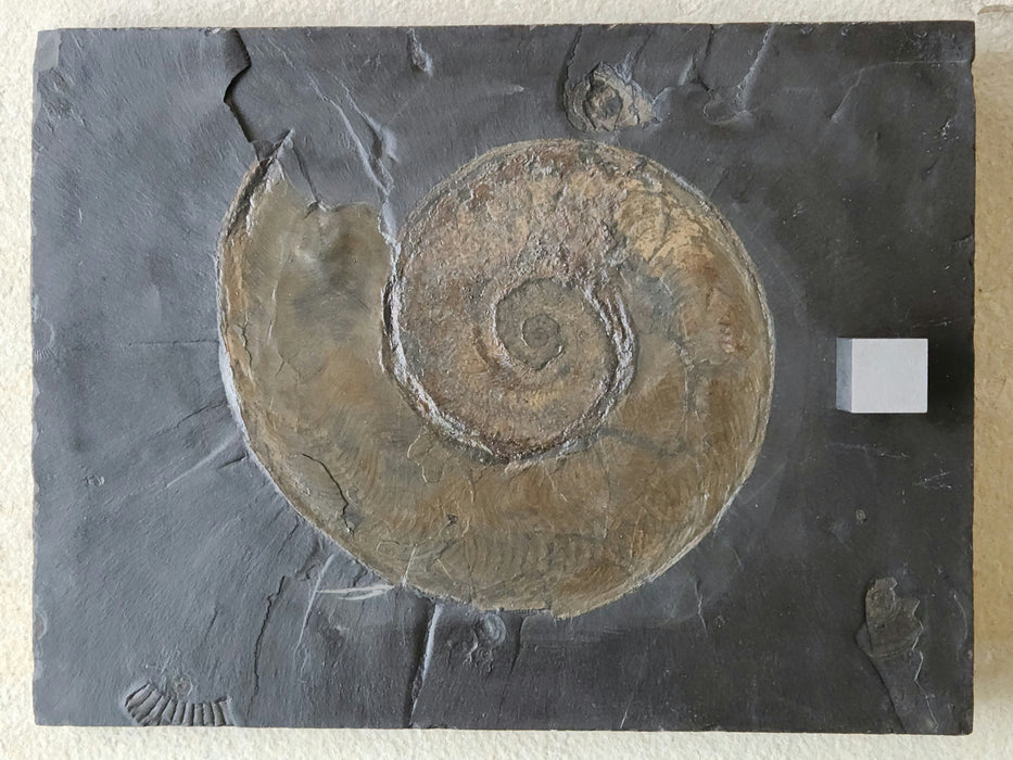 Harpoceras Ammonite | Germany