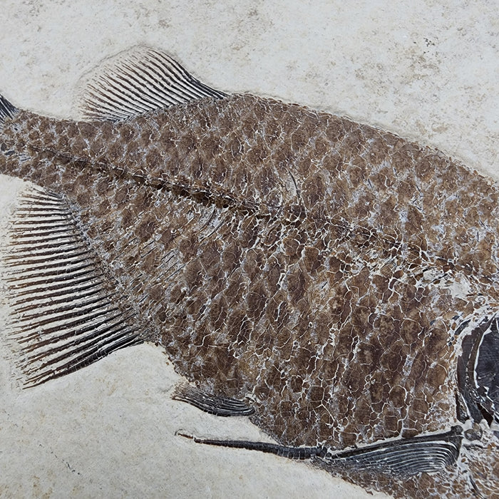 Phareodus testis | Green River Formation | Wyoming