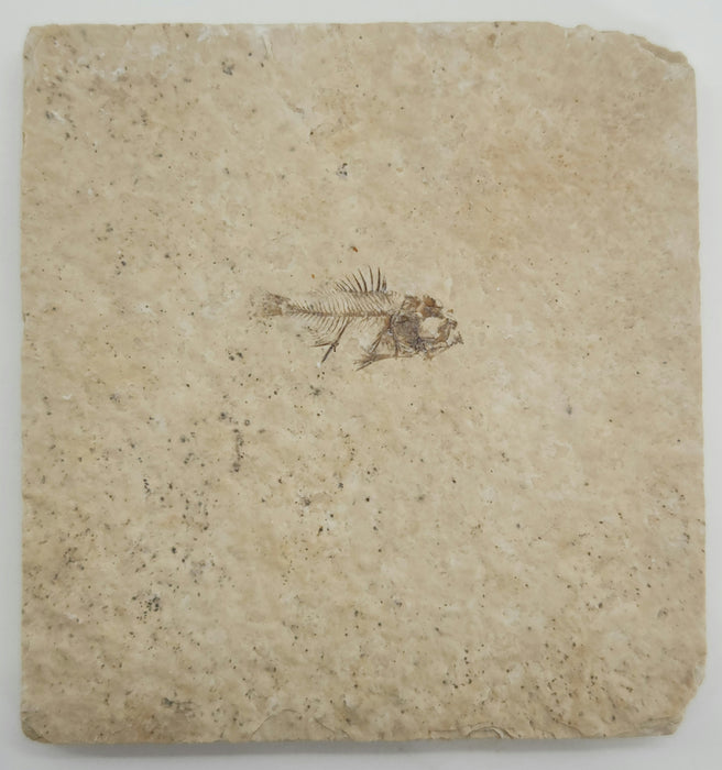 Juvenile Priscacara | Green River Formation | Wyoming