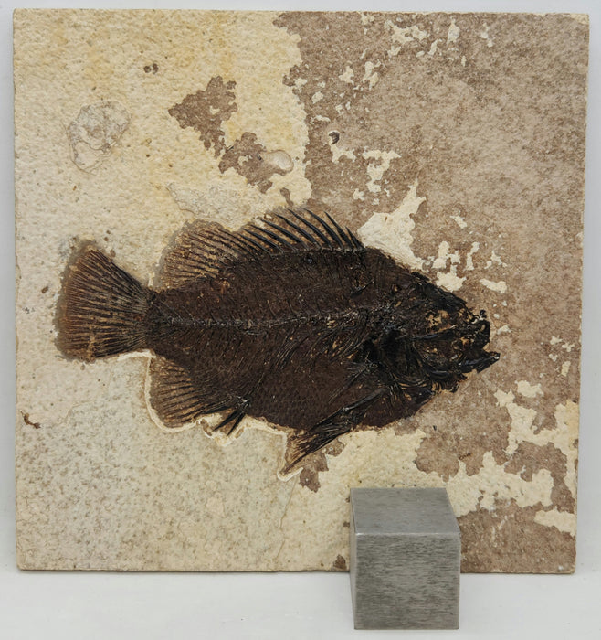 4.75" Cockerellites liops (formerly Priscacara liops) | 100% Natural | Green River Formation | Wyoming