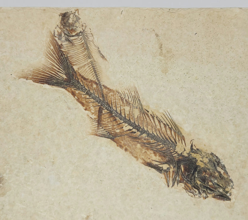 4.5" Mioplosus labracoides and 2.25" Diplomystus dentatus | Green River Formation | Wyoming