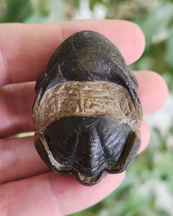 Enrolled Reedops Trilobite | Morocco