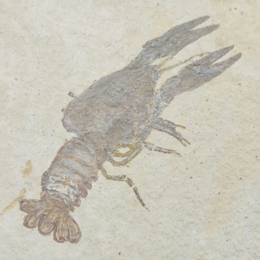 In Stone Fossils 