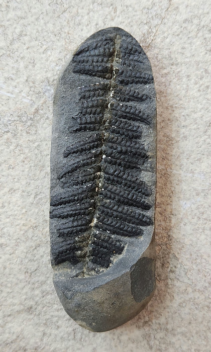 Fossil Fern | Laveineopteris rarinervis | Illinois