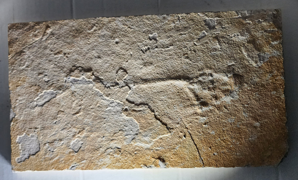 Unprepared Diplomystus dentatus | Green River Formation | Wyoming