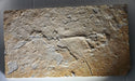 In Stone Fossils 