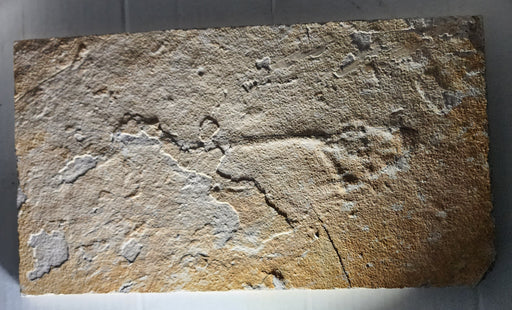 In Stone Fossils 