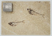 In Stone Fossils 