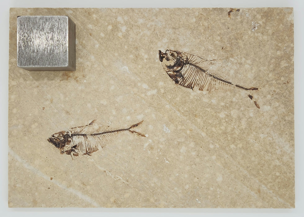 2.25" & 2.5" Diplomystus dentatus | Green River Formation | Wyoming