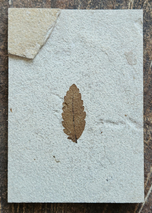 In Stone Fossils 