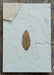 In Stone Fossils 
