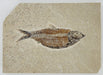 In Stone Fossils 