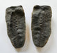 In Stone Fossils 