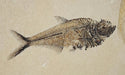 In Stone Fossils 