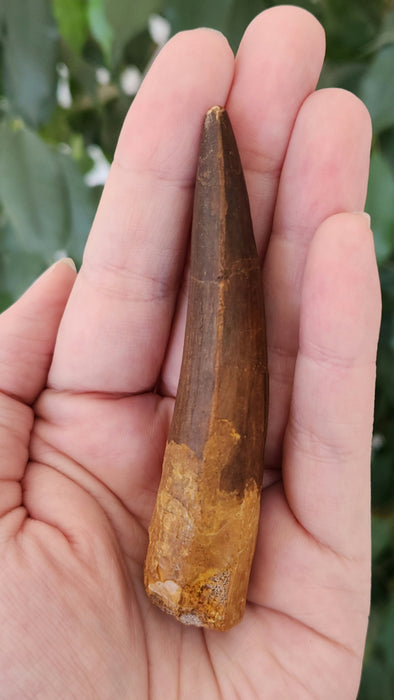 Spinosaurus Tooth | Cretaceous | Kem Kem Beds, Morocco