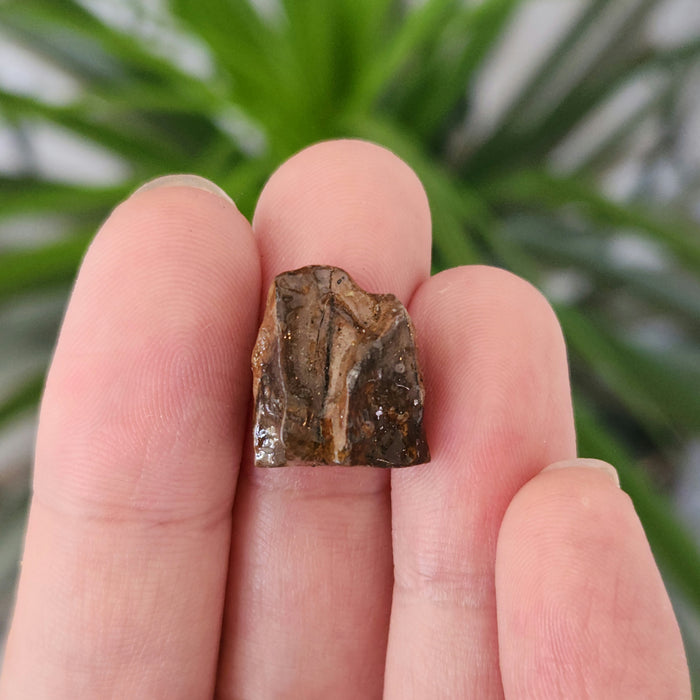 Large Triceratops Spitter Tooth in Display Case