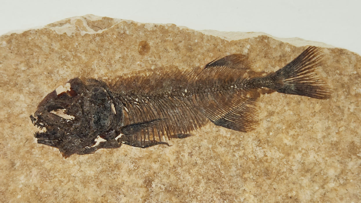 Juvenile Phareodus | Green River Formation | Wyoming