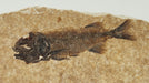 In Stone Fossils 