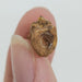 In Stone Fossils 