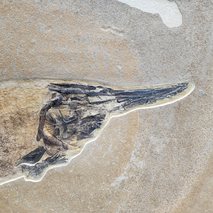 Super Rare Undescribed Paddlefish (sp.?) | Green River Formation