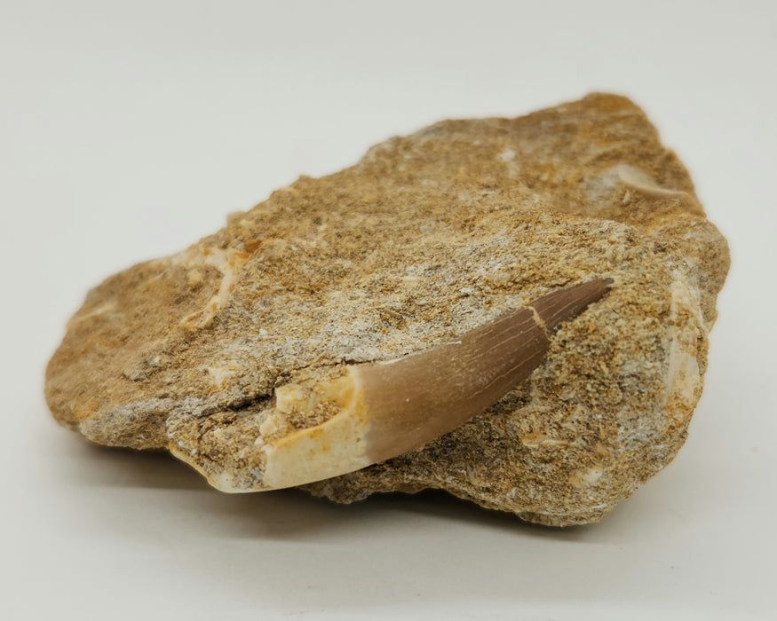 Plesiosaur Tooth in Matrix