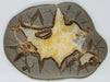 In Stone Fossils 