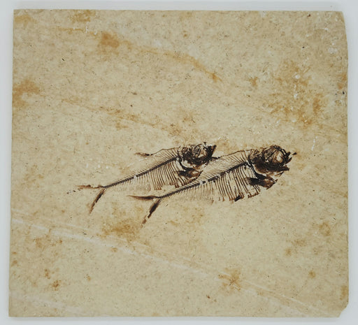 In Stone Fossils 