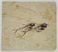 In Stone Fossils 