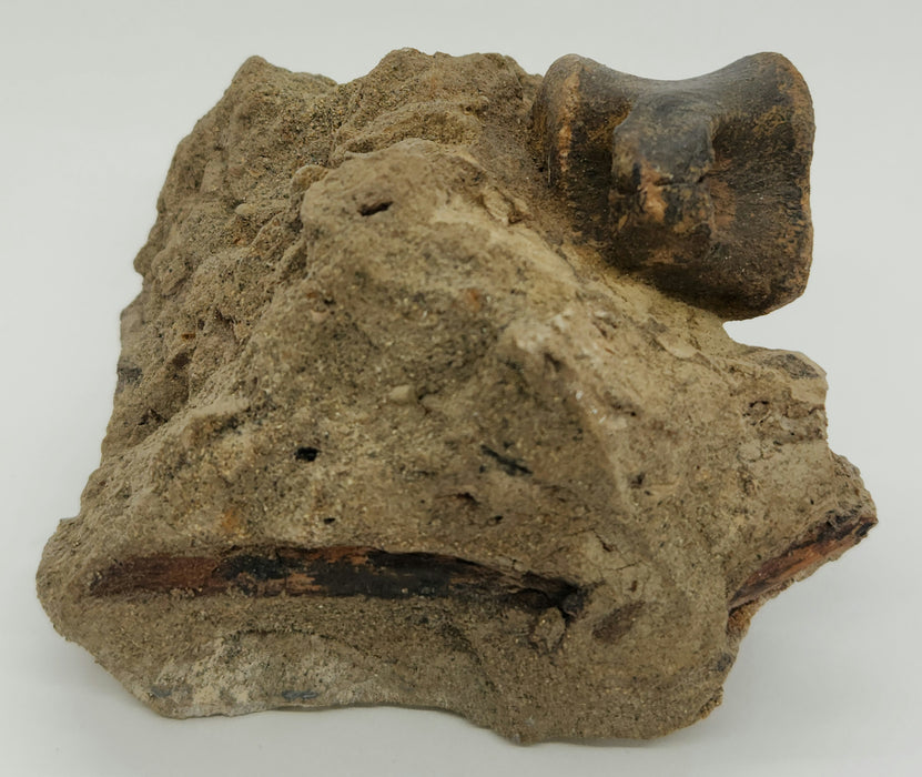 Hadrosaur Caudal (Tail) Vertebra on Matrix | Montana