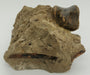 In Stone Fossils 